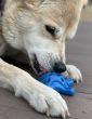 Sodapup Nylon Starfish - Power Chewer Dog Toy - Blue