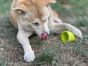Sodapup-Flowerpot-Green-being-played-with-by-a-dog