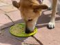 Tree-Of-Life-Emat-Enrichment-with-suction-cups-a-third-angle-of-the-dog-licking-off-of-the-mat