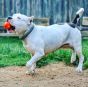 Sodapup Crazy Bounce Retrieving Toy Orange