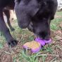 Nylon-Purple-Butterfly-Chew-Toy-With-Dog