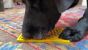 SodaPup Lick Mat - Enrichment EMAT with Honeycomb Design - Small - Yellow