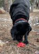 Sodapup Nylon Starfish - Power Chewer Dog Toy - Red