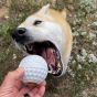 dog-being-given-the-ball