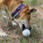 dog-playing-with-the-ball