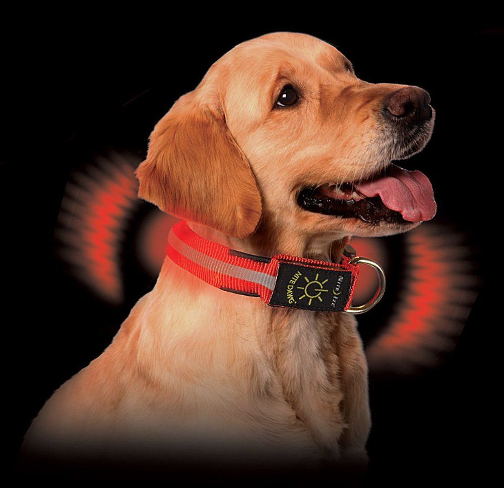 Nite dawg collar best sale