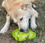 sodapup-water-frog-etray-with-dog